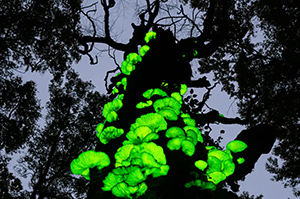 2024 Smithsonian Magazine